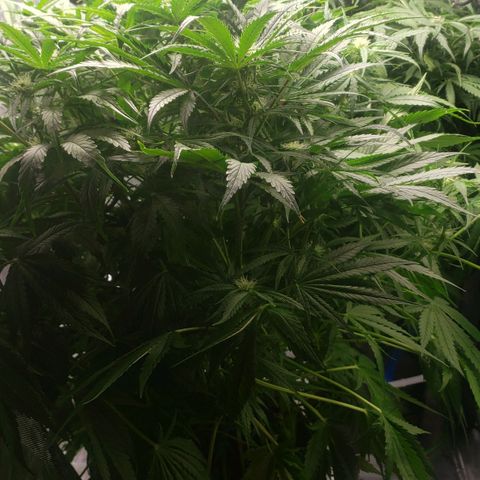 Mimosa Cake Auto growlog timeline photo