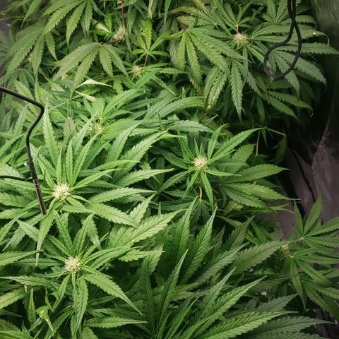 Mimosa Cake Auto growlog timeline photo