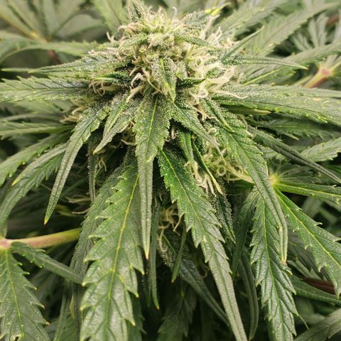Mimosa Cake Auto growlog timeline photo