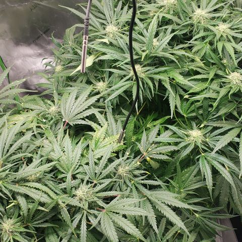 Mimosa Cake Auto growlog timeline photo