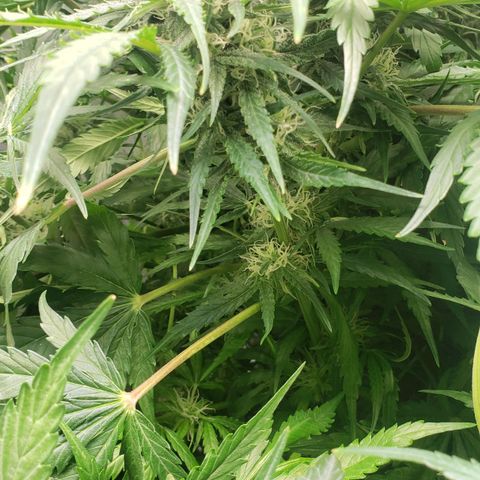 Mimosa Cake Auto growlog timeline photo