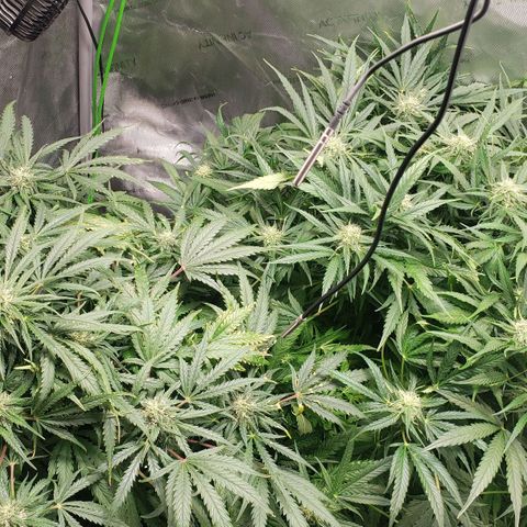 Mimosa Cake Auto growlog timeline photo