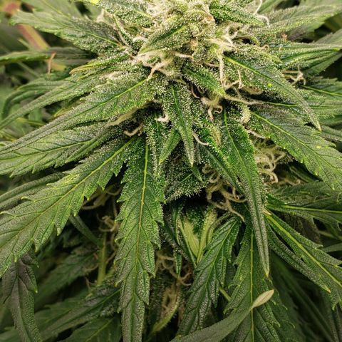 Mimosa Cake Auto growlog timeline photo