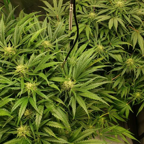 Mimosa Cake Auto growlog timeline photo