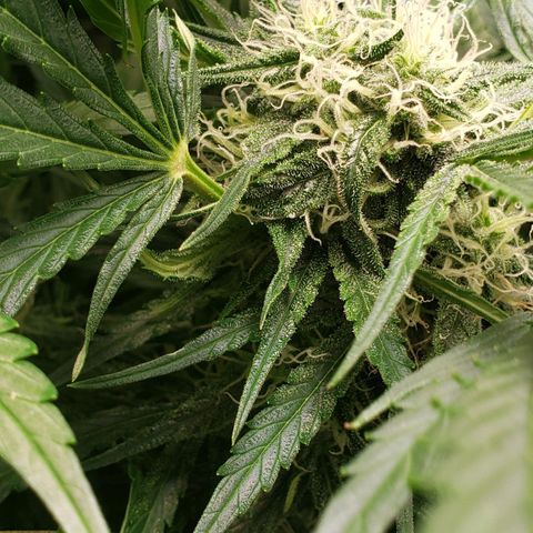 Mimosa Cake Auto growlog timeline photo