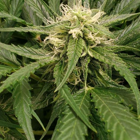 Mimosa Cake Auto growlog timeline photo