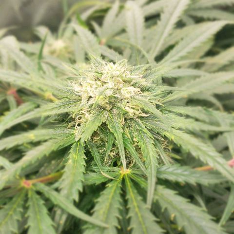 Mimosa Cake Auto growlog timeline photo