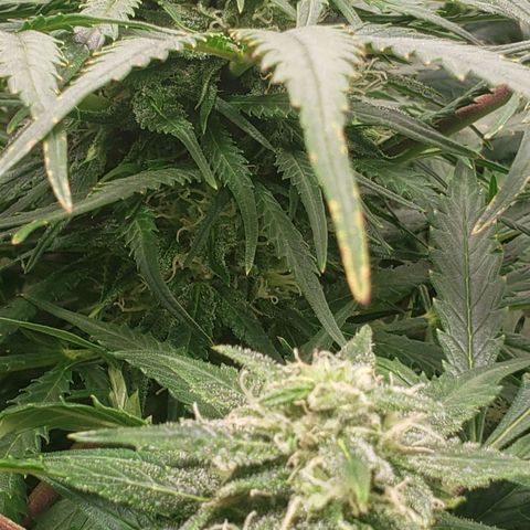Mimosa Cake Auto growlog timeline photo
