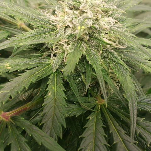 Mimosa Cake Auto growlog timeline photo