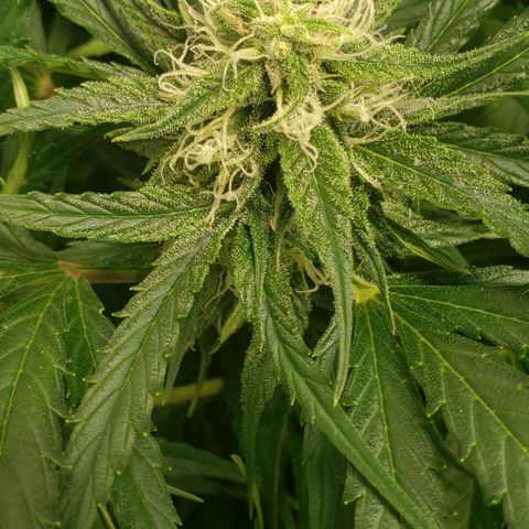 Mimosa Cake Auto growlog timeline photo