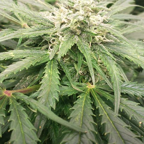 Mimosa Cake Auto growlog timeline photo