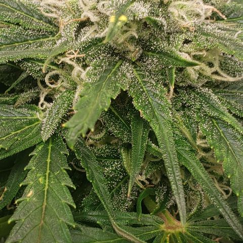 Mimosa Cake Auto growlog timeline photo