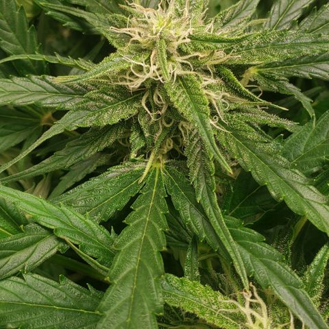 Mimosa Cake Auto growlog timeline photo