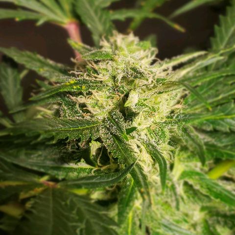 Mimosa Cake Auto growlog timeline photo
