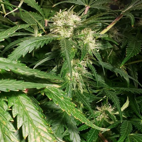 Mimosa Cake Auto growlog timeline photo