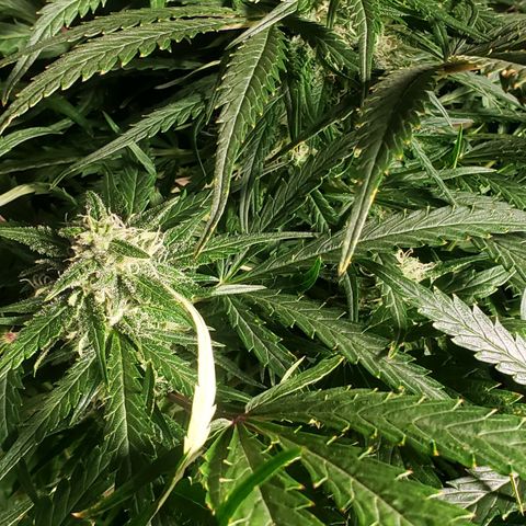 Mimosa Cake Auto growlog timeline photo