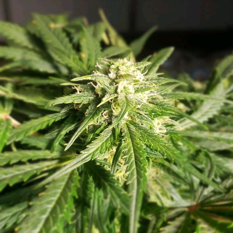 Mimosa Cake Auto growlog timeline photo