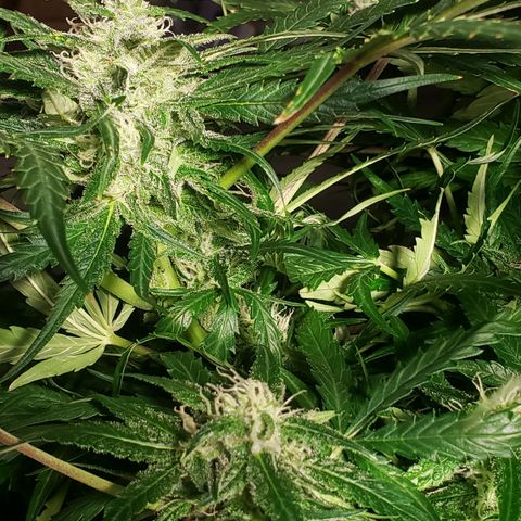 Mimosa Cake Auto growlog timeline photo