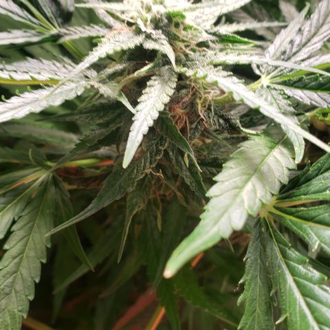 Mimosa Cake Auto growlog timeline photo