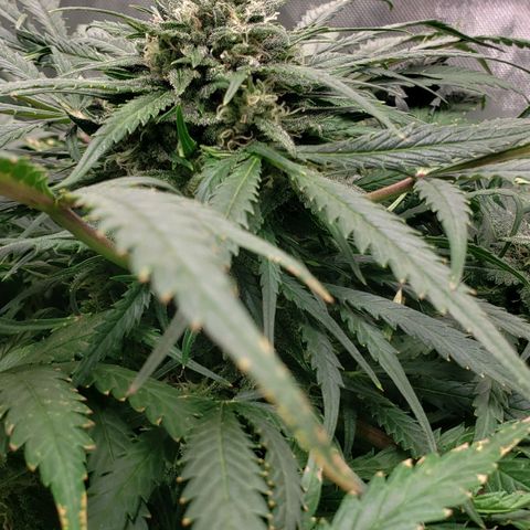 Mimosa Cake Auto growlog timeline photo