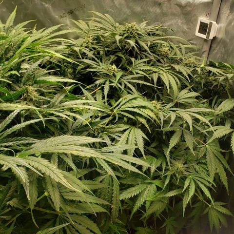 Mimosa Cake Auto growlog timeline photo