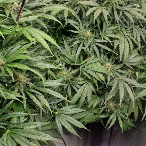 Mimosa Cake Auto growlog timeline photo
