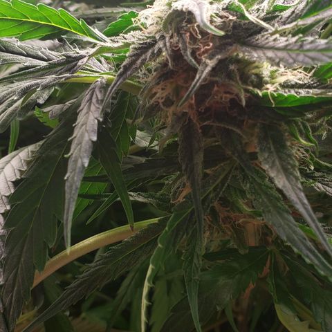 Mimosa Cake Auto growlog timeline photo