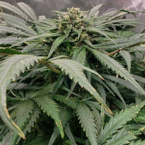 Mimosa Cake Auto growlog timeline photo