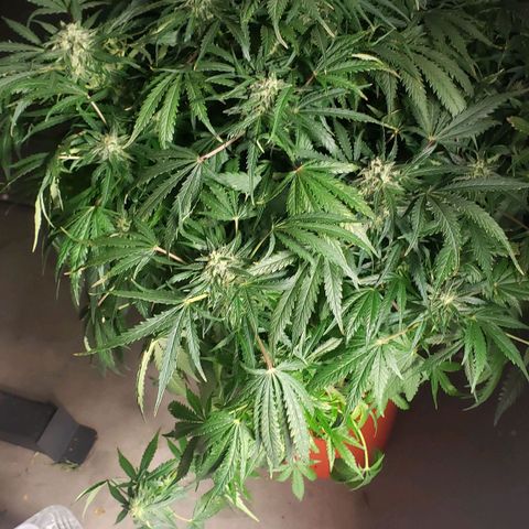 Mimosa Cake Auto growlog timeline photo