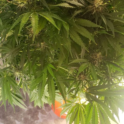Mimosa Cake Auto growlog timeline photo