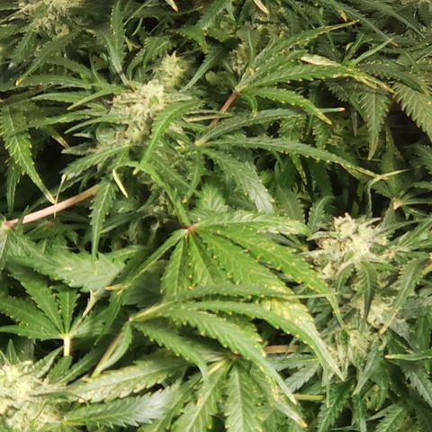 Mimosa Cake Auto growlog timeline photo