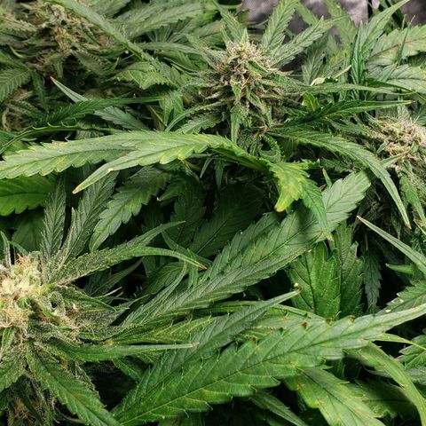 Mimosa Cake Auto growlog timeline photo