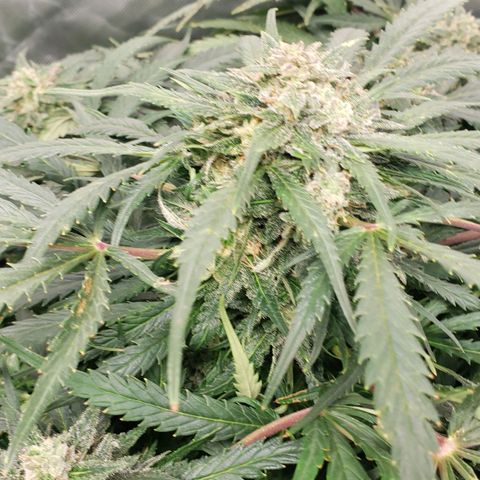Mimosa Cake Auto growlog timeline photo
