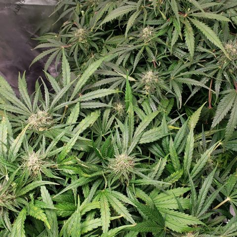 Mimosa Cake Auto growlog timeline photo