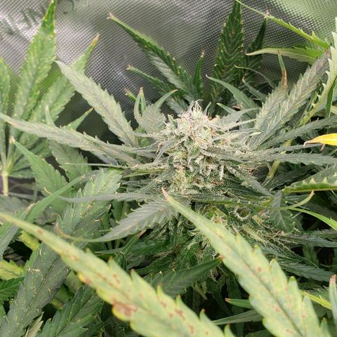 Mimosa Cake Auto growlog timeline photo