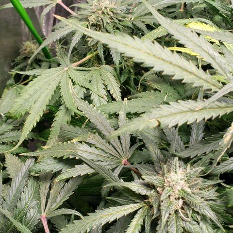 Mimosa Cake Auto growlog timeline photo