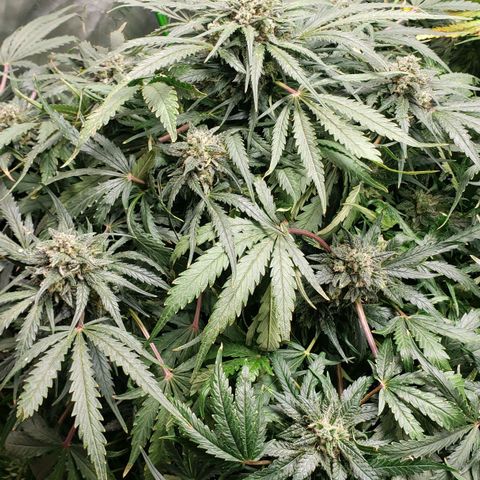 Mimosa Cake Auto growlog timeline photo
