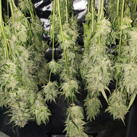 Mimosa Cake Auto growlog timeline photo