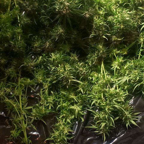 Mimosa Cake Auto growlog timeline photo