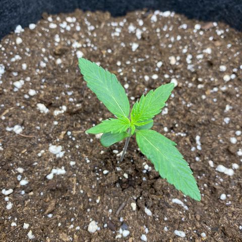 Green Gelato Automatic growlog timeline photo
