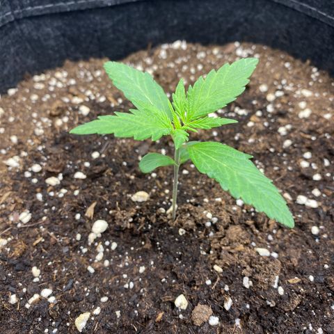 Green Gelato Automatic growlog timeline photo
