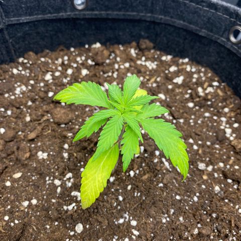 Green Gelato Automatic growlog timeline photo