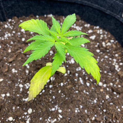 Green Gelato Automatic growlog timeline photo