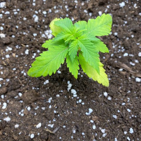 Purplematic CBD Automatic growlog timeline photo