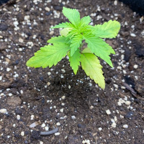 Purplematic CBD Automatic growlog timeline photo