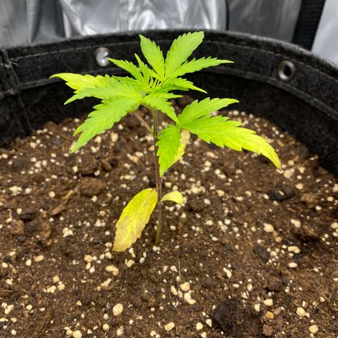 Green Gelato Automatic growlog timeline photo