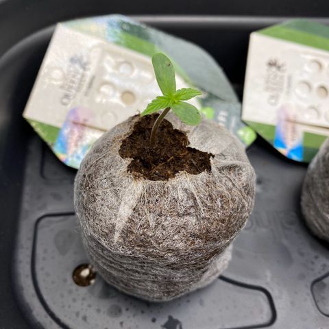 Titan F1 Automatic growlog timeline photo