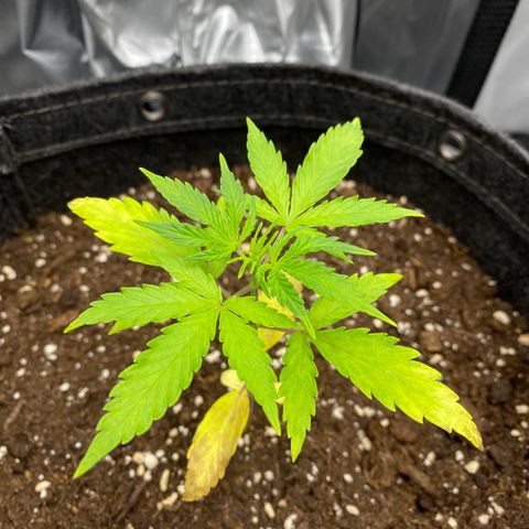 Green Gelato Automatic growlog timeline photo