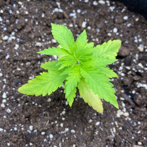 Purplematic CBD Automatic growlog timeline photo