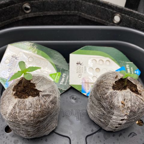Cosmos F1 Automatic growlog timeline photo